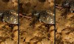 Funny Video : Hol dir den Wurm!