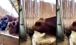 Funny Video : Nur nicht aufgeben