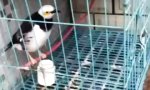 Funny Video : Tierisch Alarm machen