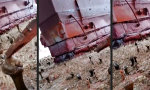Funny Video : Was zum...
