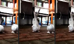 Funny Video : Fuck yeah, I´m a Bird