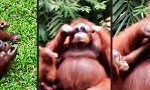 Funny Video : Orang U-Swag