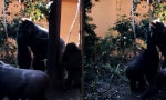 Funny Video - Ursprung des Twerkens geklärt