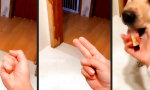 Lustiges Video : Hundetrainer des Monats