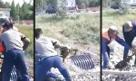 Funny Video : Frei und ungezähmt
