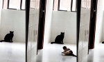 Movie : Karate-Cat schüchtert ein