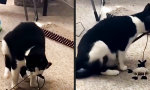 Funny Video - Selbstgeschaffenes Handicap