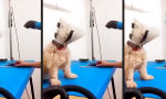 Funny Video : Kurz angebunden