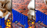 Funny Video - Drei gewinnt