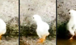 Lustiges Video : Coolstes Chick im Block