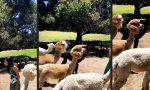 Lustiges Video - Küsschen vom Lama einfordern