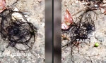 Funny Video - Das Knäueltier