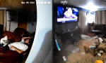 Lustiges Video : Sanft zugedeckt