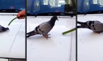 Lustiges Video - Taubendusche