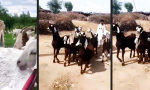 Lustiges Video : Wenn Ziegen richtig Party machen