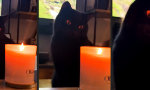 Funny Video : Sauron hat ´nen Kater