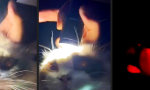 Funny Video - Moment der Erleuchtung