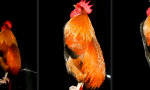Funny Video - Sich voll der Stimmung hingeben