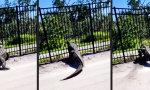 Funny Video : Flucht aus Alligatraz