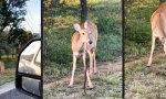 Funny Video : Proteinreiche Wildnahrung