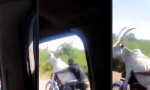 Funny Video : Hat mal wieder Bock
