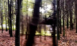 Kommt etwas durch den Wald geflogen