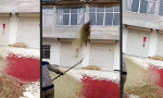 Die Roten ins Töpfchen, die Grauen ins Kröpfchen
