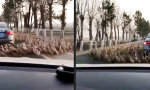 Funny Video : Chef, du glaubst nicht, warum ich heute zu spät bin