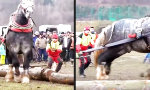 Lustiges Video - Power Gaul