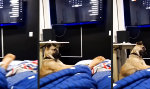 Funny Video - Keine Gnade am Morgen