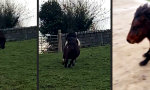 Funny Video : Kalkulierte Vollbremsung