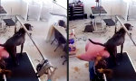 Funny Video : Entspannt beim Krallenstutzen