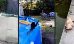 Lustiges Video : Die Katz is nass