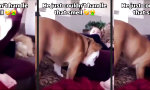 Lustiges Video : Zu derbe Note
