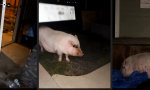 Lustiges Video : Promilleparty: Sau säuft, Ente entlastet
