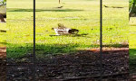 Tony Hawk beim Skaten im Park