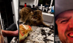 Movie : Wo sich Wolf und Katze Gute Nacht sagen
