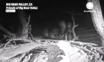 Movie : Elterliche Sturmfront: Adler trotzen dem Himmel