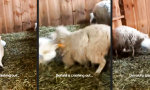 Funny Video : Im Stall eskaliert es