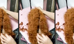 Hundepullover ausgezogen