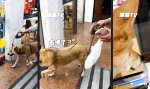 Funny Video : Leichte Katzenphobie