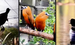 Funny Video - Seltsames Gezwitscher