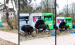 Funny Video : Keiler-Orgie am Container
