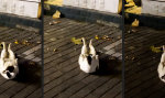 Movie : Die Entstehung eines Muskelkaters