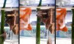 Funny Video - Seestern-Poledance