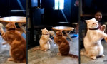 Movie : Ene mene Miau
