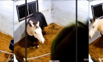 Movie : Stall-Jordan