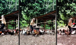 Funny Video - Hat den Futterdreh raus