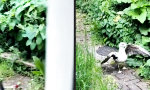 Funny Video - Geflügelter Fight mit Überraschungsgast