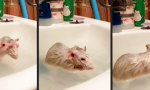 Katzenwäsche für Nager